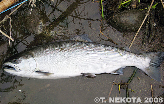 Torakichi Nekota Cherry Salmon