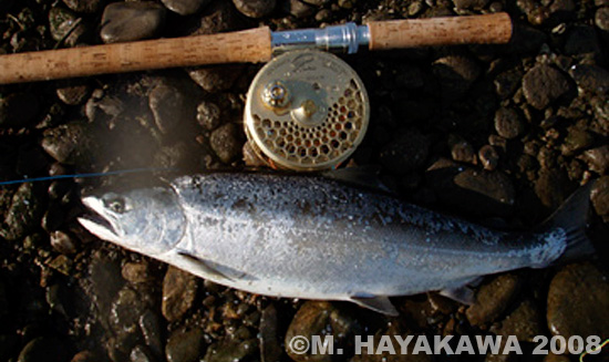 Masaya Hayakawa Cherry Salmon