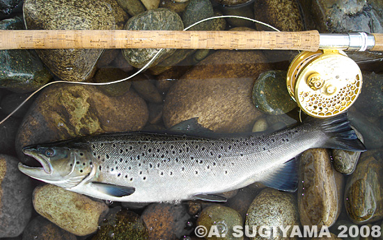 Akihide Sugiyama Sea Trout and Griles