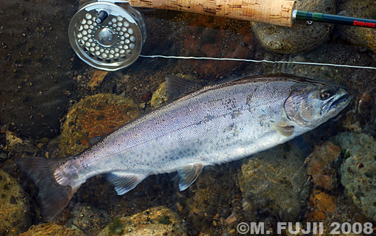 Masatoshi Fujii Yamame Trout