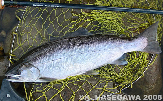 Kazuya Hasegawa Yamame Trout