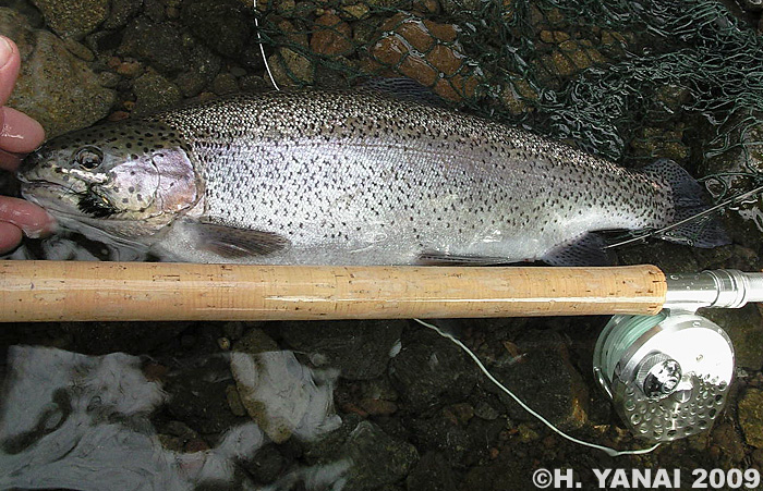 Hiroshi Yanai Rainbow Trout