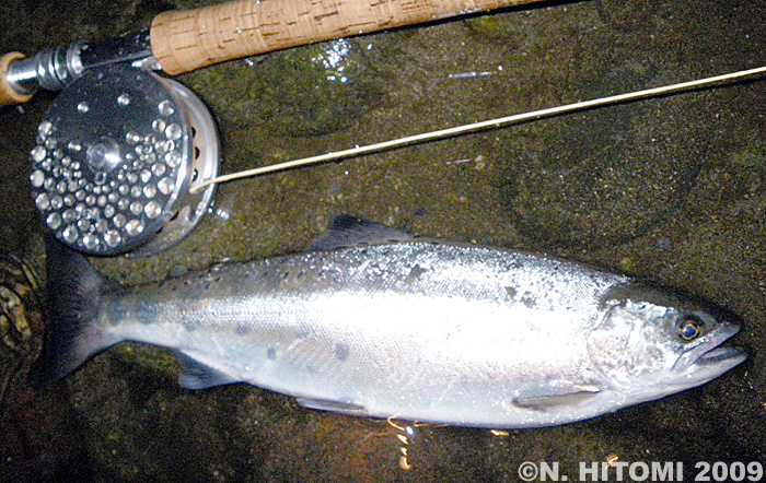 Norio Hitomi Yamame Trout