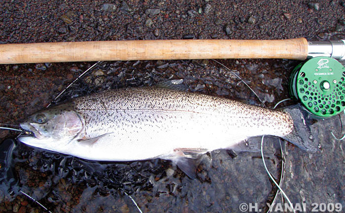 Hiroshi Yanai Rainbow and Brown Trout