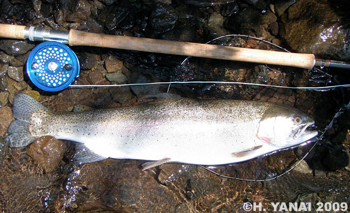 Hiroshi Yanai Rainbow Trout