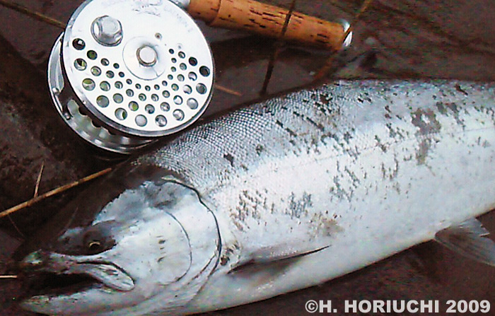 Hideyuki Horiuchi Cherry Salmon