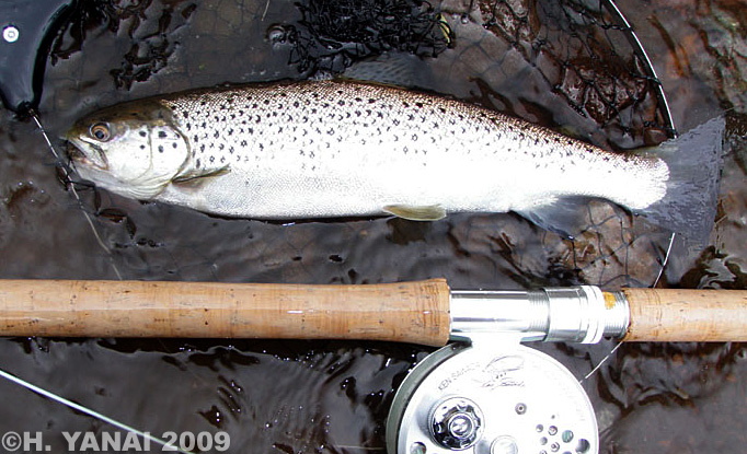 Hiroshi Yanai Brown Trout