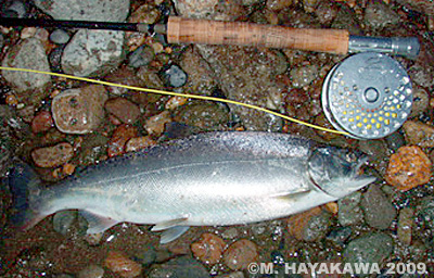 hayakawa_yamame