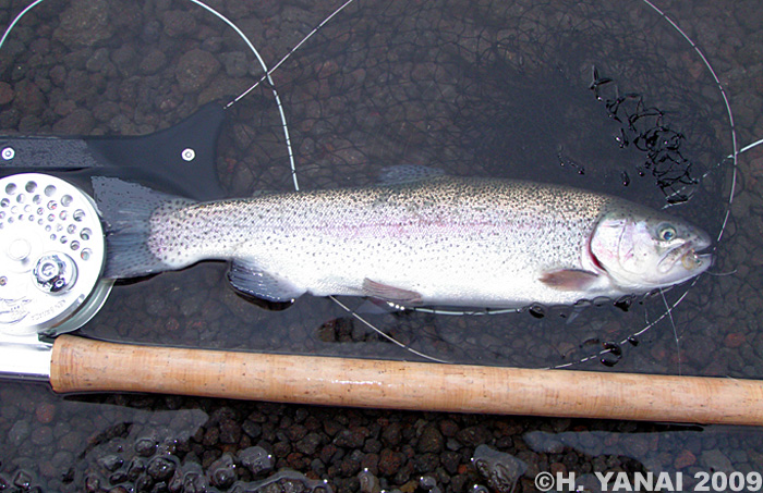 Hiroshi Yanai Rainbow Trout