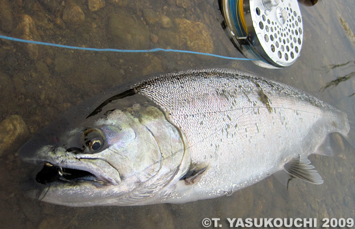 Takanori Yasukouchi Cherry Salmon