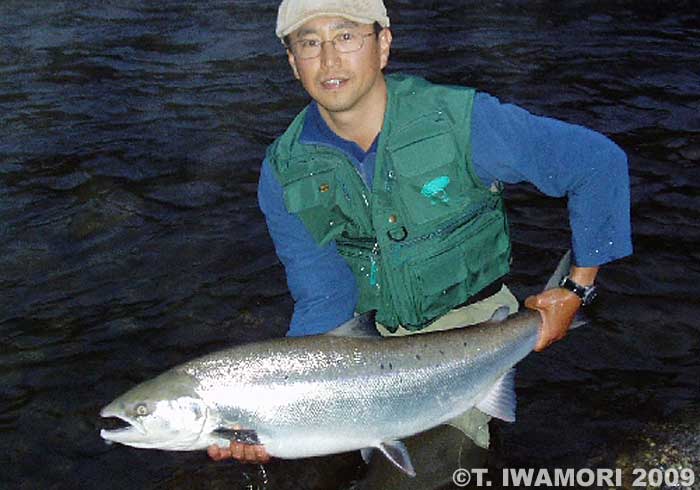 Takashi Iwamori Salmo Salar