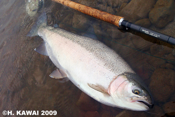 Hiroshi Kawai Rainbow Trout