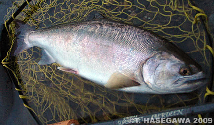 Toshiya Hasegawa Yamame Trout