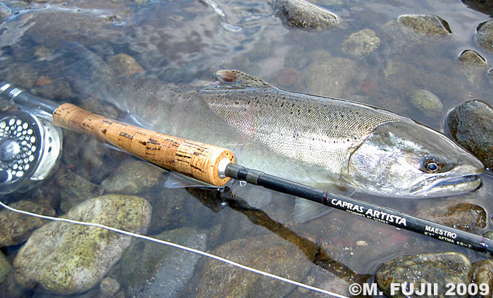 Masatoshi Fujii Yamame Trout