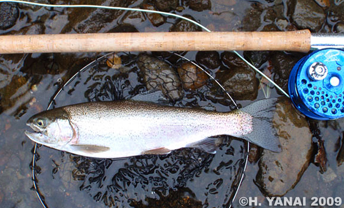 Hiroshi Yanai Rainbow Trout