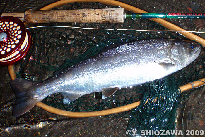 Yasuhiro Shiozawa Yamame Trout