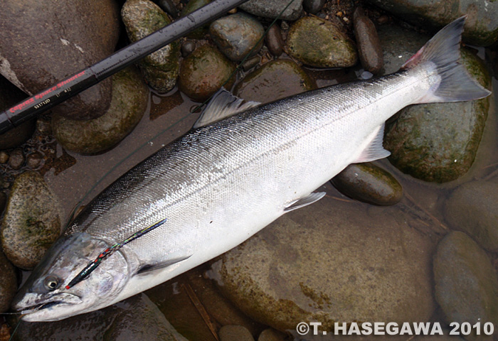 Toshiya Hasegawa Cherry Salmon