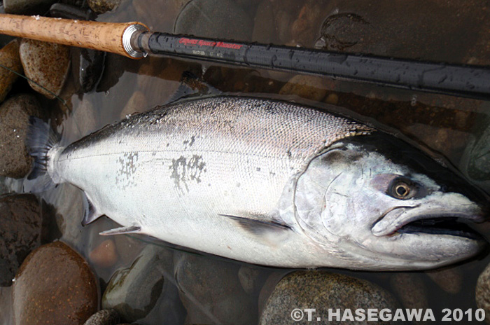 Toshiya Hasegawa Cherry Salmon