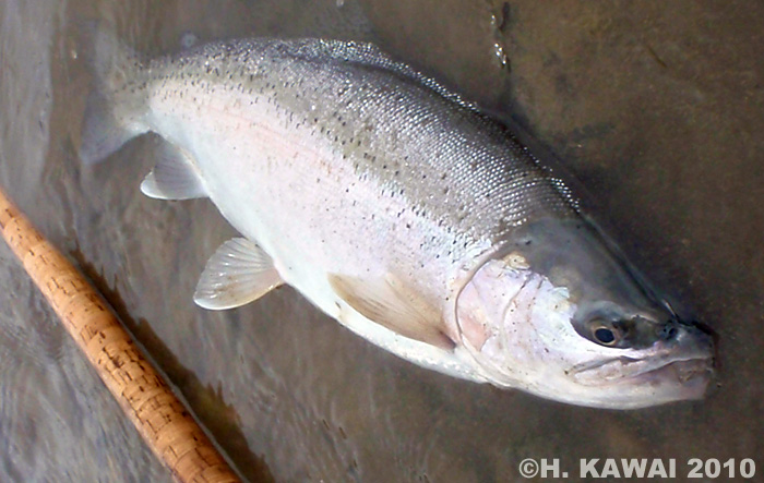 Hiroshi Kawai Rainbow Trout