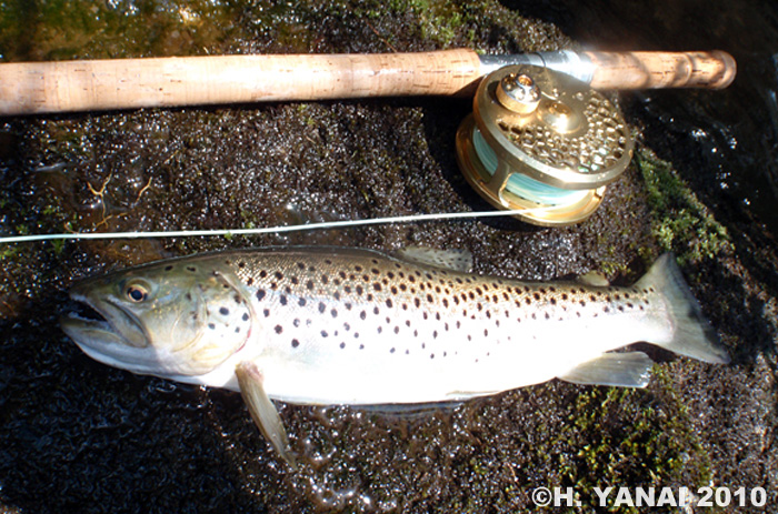 Hiroshi Yanai Brown Trout