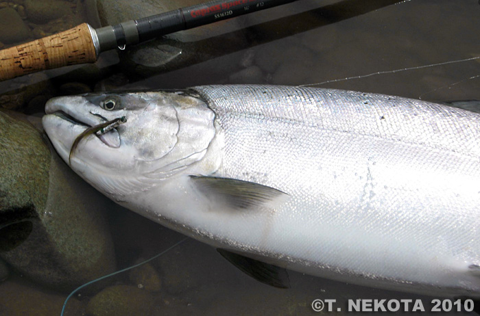 Torakichi Nekota Cherry Salmon