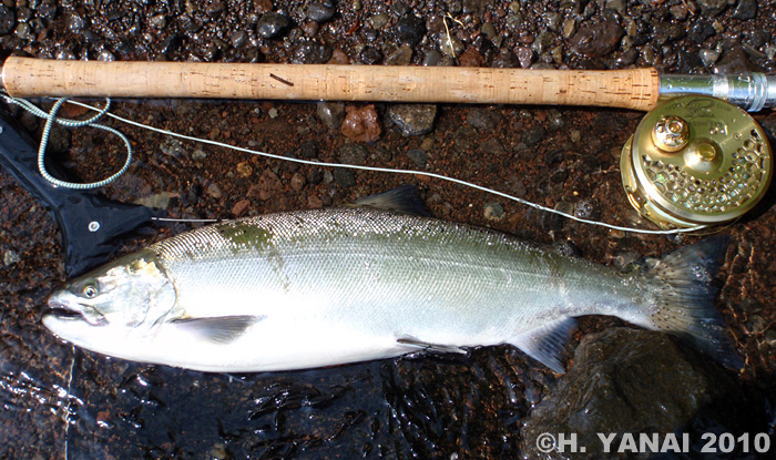 Hiroshi Yanai Cherry Salmon