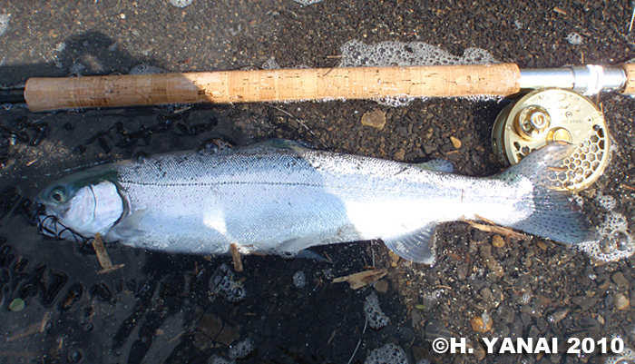 Hiroshi Yanai Rainbow Trout