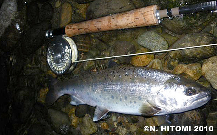 Norio Hitomi Yamame Trout