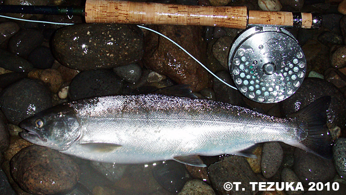 Takeshi Tezuka Yamame Trout