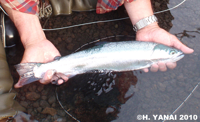 Hiroshi Yanai Rainbow Trout