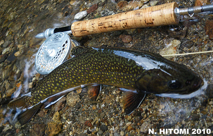 Norio Hitomi Brook Trout