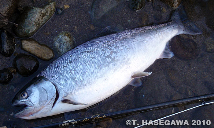 Toshiya Hasegawa Yamame Trout