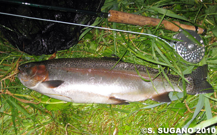 Seiji Sugano Rainbow Trout