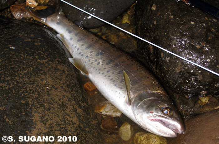 Seiji Sugano Yamame Trout