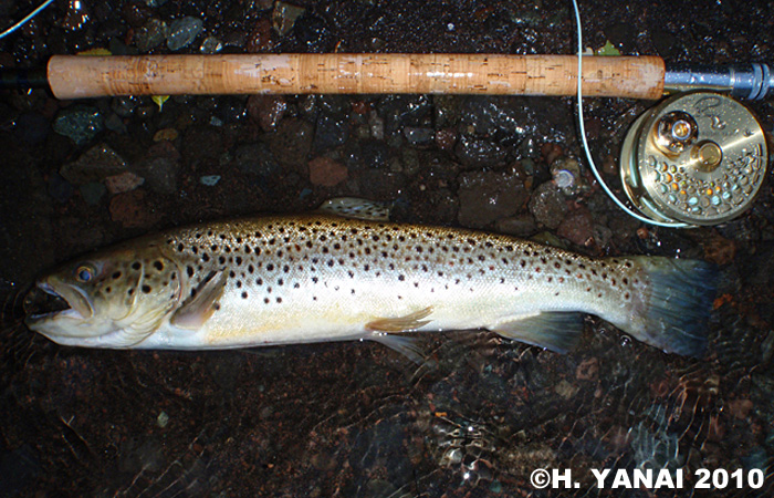 Hiroshi Yanai Brown Trout