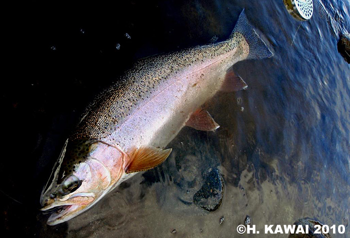 Hiroshi Kawai Rainbow Trout