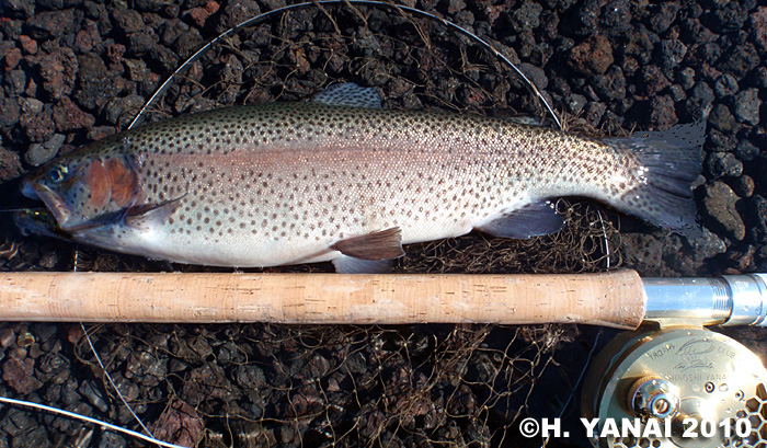 Hiroshi Yanai Rainbow Trout