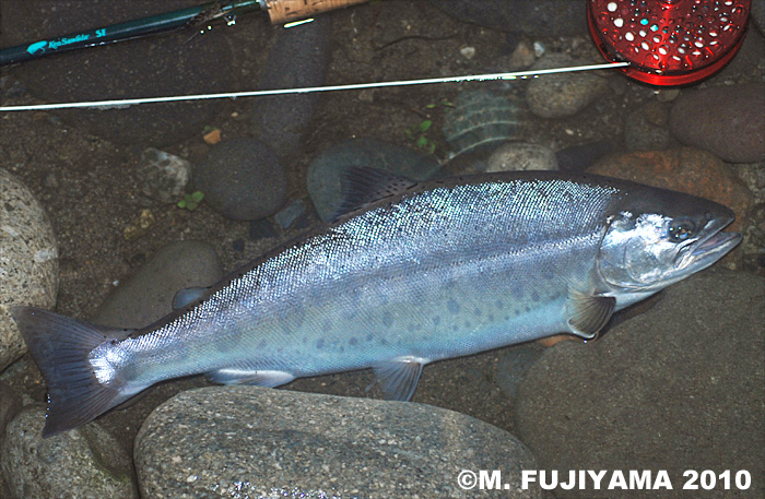 Masaki Fujiyama Yamame Trout