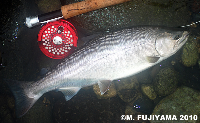 Masaki Fujiyama Yamame Trout