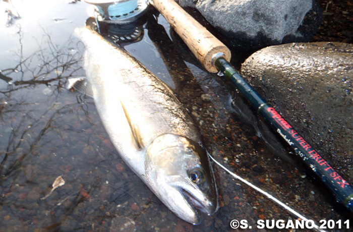 Seiji Sugano Yamame Trout