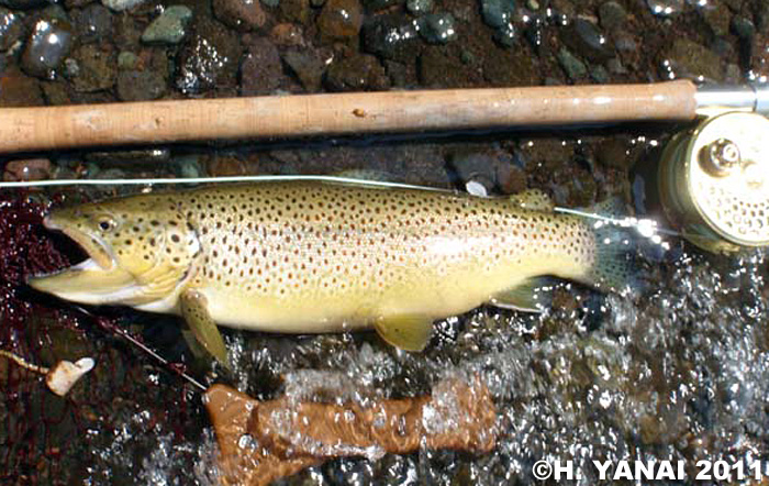 Hiroshi Yanai Brown Trout