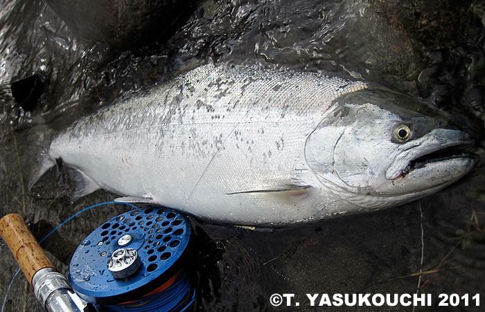 Takanori Yasukouchi Cherry Salmon
