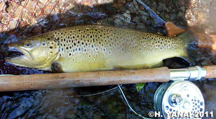 Hiroshi Yanai Brown Trout