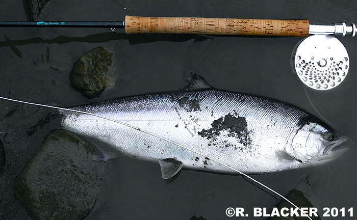 Ryozo Blacker Yamame Trout