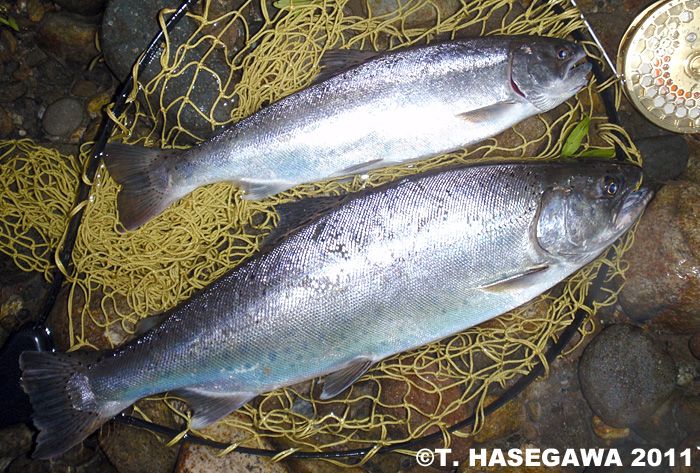 Toshiya Hasegawa Yamame Trout