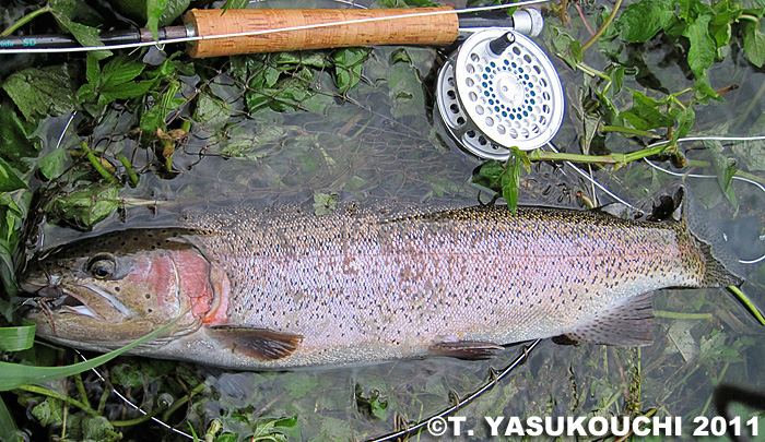 Takanori Yasukouchi Raibow Trout