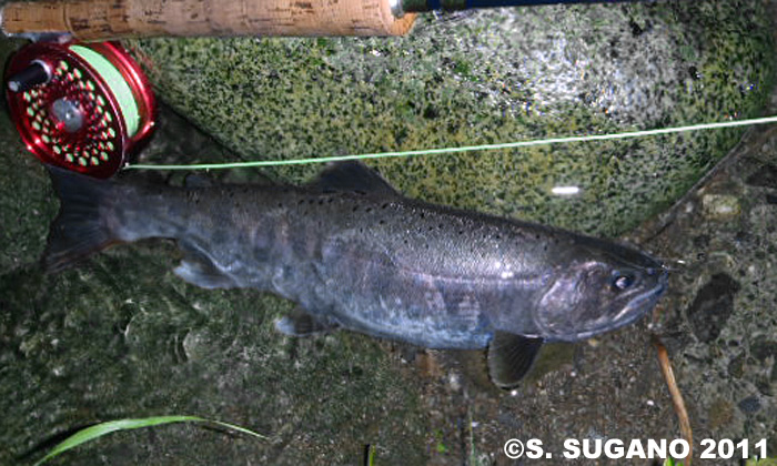 Seiji Sugano Yamame Trout