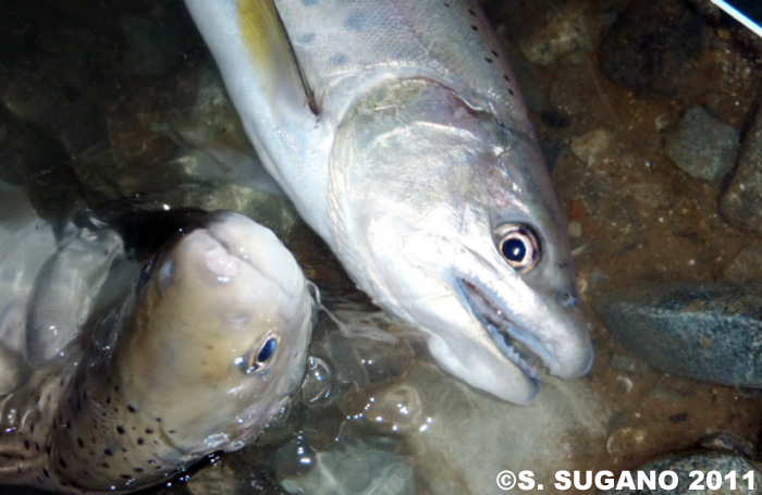 Seiji Sugano Yamame Trout