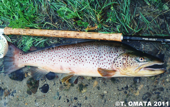 Takayuki Omata Brown Trout