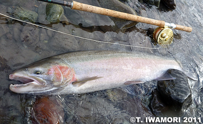 Takashi Iwamori Steelhead Trout